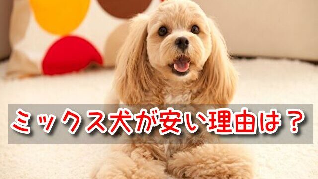 ミックス犬　安い