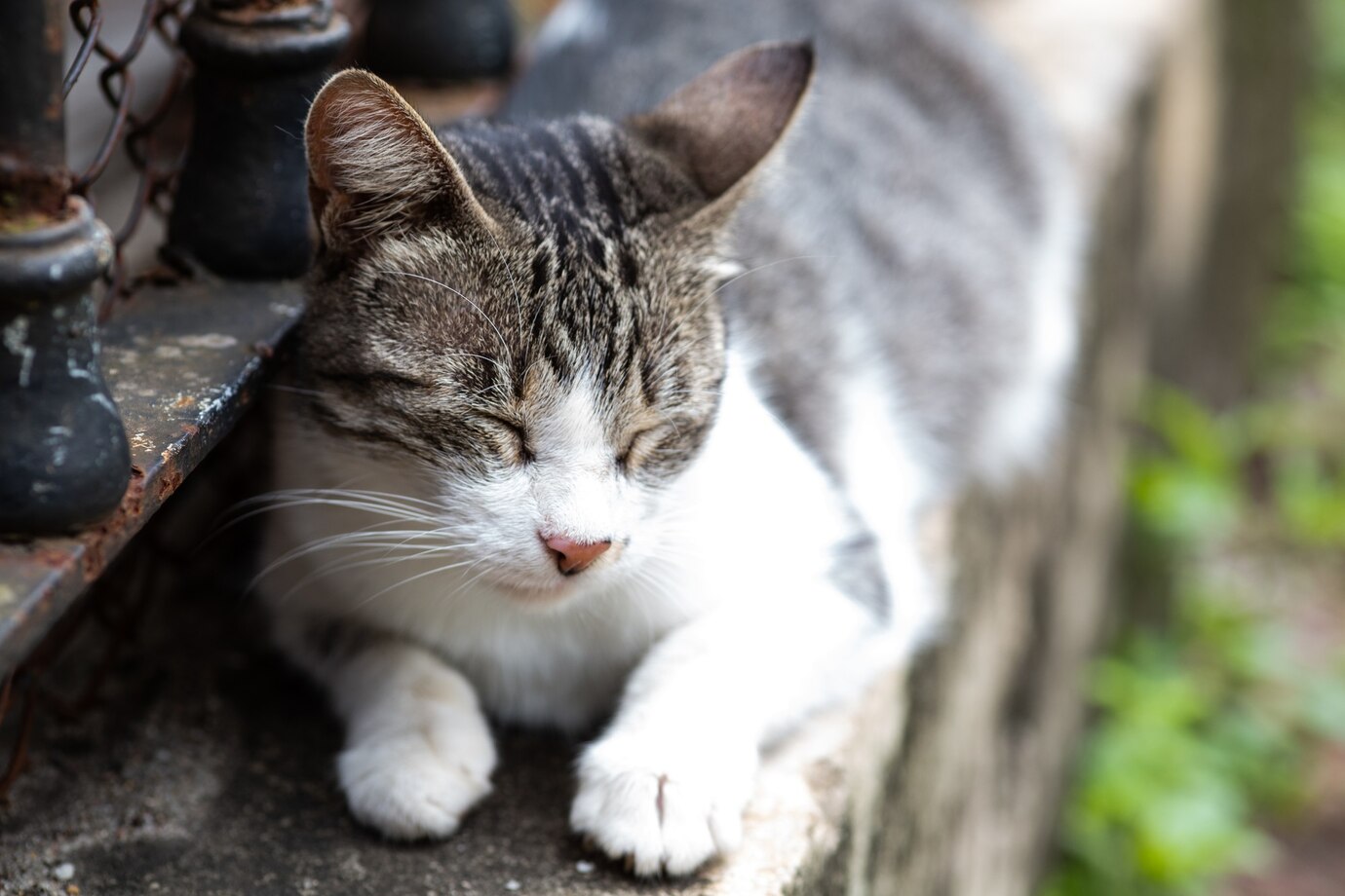 野良猫が来る家は運気がいい？猫のスピリチュアル的な意味や行動とは？